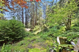 Single Family Residence,  Starrett Hill drive, Russian River, CA 95462 - 48