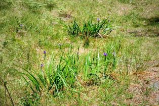 Residential Lot,  Umland circle, Jenner, CA 95450 - 11