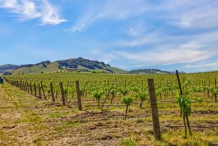 Agriculture,  Chileno Valley road, Petaluma, CA 94952 - 29