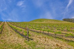 Agriculture,  Chileno Valley road, Petaluma, CA 94952 - 37
