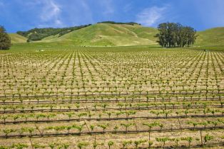 Agriculture,  Chileno Valley road, Petaluma, CA 94952 - 49