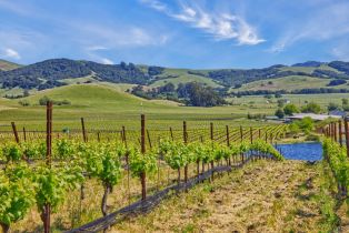 Agriculture,  Chileno Valley road, Petaluma, CA 94952 - 19