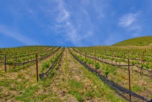 Agriculture,  Chileno Valley road, Petaluma, CA 94952 - 36
