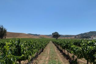Agriculture,  Chileno Valley road, Petaluma, CA 94952 - 59