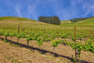 Agriculture,  Chileno Valley road, Petaluma, CA 94952 - 38