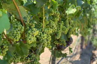 Agriculture,  Chileno Valley road, Petaluma, CA 94952 - 20