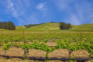 Agriculture,  Chileno Valley road, Petaluma, CA 94952 - 40