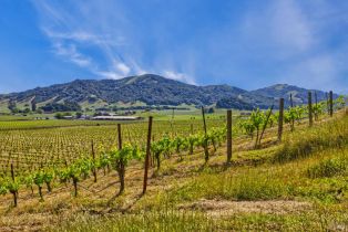 Agriculture,  Chileno Valley road, Petaluma, CA 94952 - 42