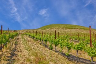 Agriculture,  Chileno Valley road, Petaluma, CA 94952 - 39