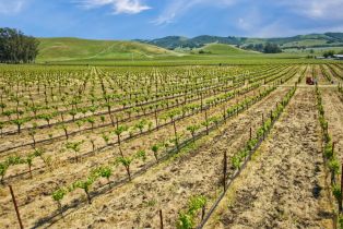 Agriculture,  Chileno Valley road, Petaluma, CA 94952 - 50