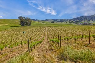 Agriculture,  Chileno Valley road, Petaluma, CA 94952 - 43