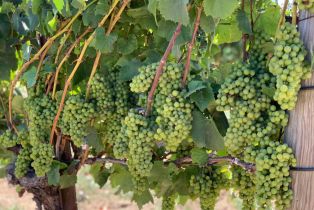 Agriculture,  Chileno Valley road, Petaluma, CA 94952 - 27