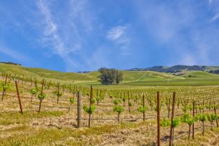 Agriculture,  Chileno Valley road, Petaluma, CA 94952 - 46