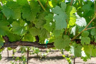 Agriculture,  Magnolia drive, Healdsburg, CA 95448 - 20