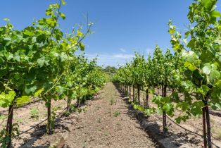 Agriculture,  Magnolia drive, Healdsburg, CA 95448 - 14