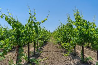 Agriculture,  Magnolia drive, Healdsburg, CA 95448 - 18