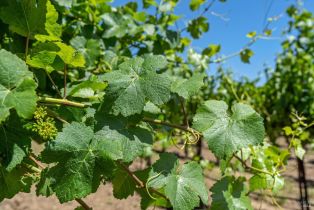 Agriculture,  Magnolia drive, Healdsburg, CA 95448 - 15