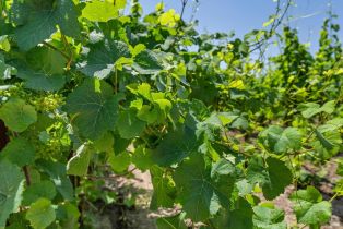 Agriculture,  Magnolia drive, Healdsburg, CA 95448 - 19