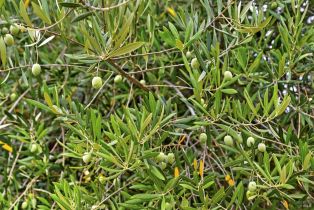 Single Family Residence,  Pine Mountain road, Cloverdale, CA 95425 - 62