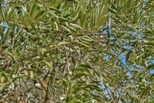 Single Family Residence,  Pine Mountain road, Cloverdale, CA 95425 - 61