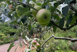 Single Family Residence,  Nelligan road, Glen Ellen, CA 95442 - 47