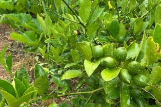 Single Family Residence,  Nelligan road, Glen Ellen, CA 95442 - 55