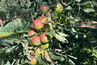 Single Family Residence,  Nelligan road, Glen Ellen, CA 95442 - 68