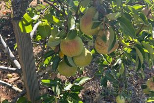 Single Family Residence,  Nelligan road, Glen Ellen, CA 95442 - 65