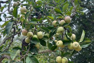 Single Family Residence,  Nelligan road, Glen Ellen, CA 95442 - 54