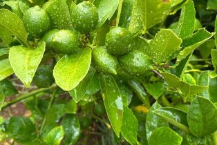 Single Family Residence,  Nelligan road, Glen Ellen, CA 95442 - 56