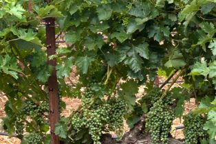 Single Family Residence,  Nelligan road, Glen Ellen, CA 95442 - 64