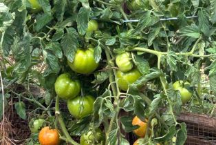 Single Family Residence,  Nelligan road, Glen Ellen, CA 95442 - 53