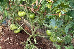 Single Family Residence,  Nelligan road, Glen Ellen, CA 95442 - 58