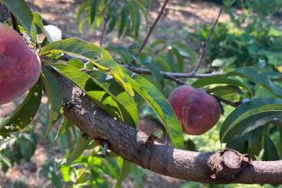 Single Family Residence,  Nelligan road, Glen Ellen, CA 95442 - 71