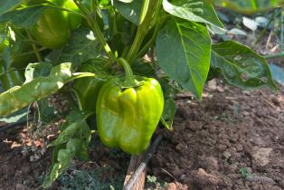 Single Family Residence,  Nelligan road, Glen Ellen, CA 95442 - 75