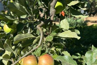 Single Family Residence,  Nelligan road, Glen Ellen, CA 95442 - 67