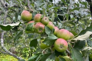 Single Family Residence,  Nelligan road, Glen Ellen, CA 95442 - 48