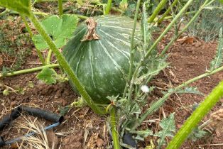 Single Family Residence,  Nelligan road, Glen Ellen, CA 95442 - 62