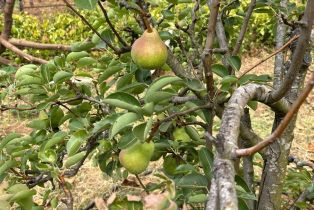 Single Family Residence,  Nelligan road, Glen Ellen, CA 95442 - 61