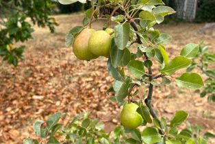 Single Family Residence,  Nelligan road, Glen Ellen, CA 95442 - 60