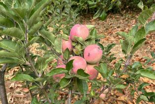 Single Family Residence,  Nelligan road, Glen Ellen, CA 95442 - 59