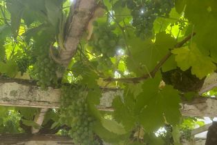 Single Family Residence,  Nelligan road, Glen Ellen, CA 95442 - 49