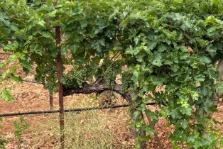 Single Family Residence,  Nelligan road, Glen Ellen, CA 95442 - 63