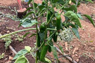 Single Family Residence,  Nelligan road, Glen Ellen, CA 95442 - 57