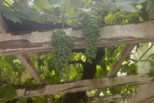 Single Family Residence,  Nelligan road, Glen Ellen, CA 95442 - 50