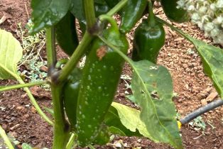 Single Family Residence,  Nelligan road, Glen Ellen, CA 95442 - 51