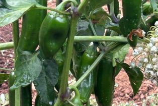 Single Family Residence,  Nelligan road, Glen Ellen, CA 95442 - 52