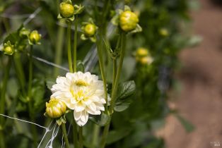 Residential Income,  Bodega avenue, Petaluma, CA 94952 - 14