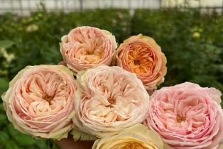 Residential Income,  Bodega avenue, Petaluma, CA 94952 - 47