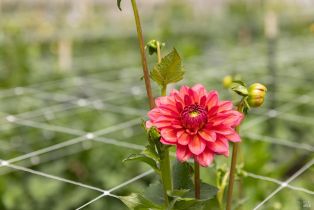 Residential Income,  Bodega avenue, Petaluma, CA 94952 - 16